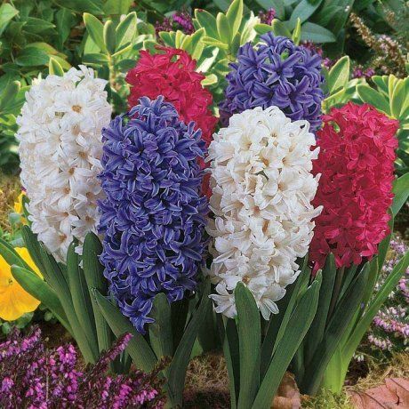 7 наиболее популярных цветов для засушливого сада